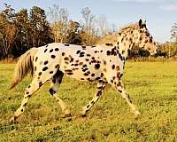 black-leopard-horse