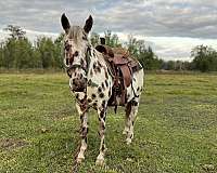 leopard-horse