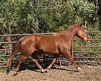 athletic-quarter-horse