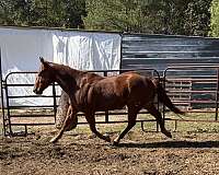 trail-quarter-horse