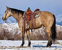 all-around-quarter-horse