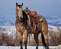 athletic-quarter-horse