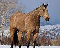 calf-roping-quarter-horse