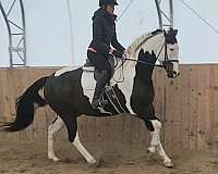 cross-country-andalusian-horse