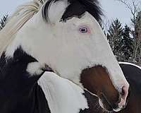 big-personality-andalusian-horse