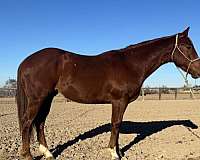 calf-roping-quarter-horse