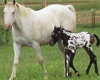 born-red-w-blanket-socks-horse