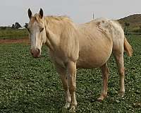 palomino-blanket-socks-horse