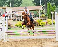 equitation-thoroughbred-horse