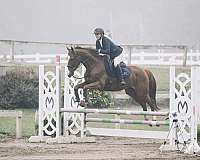 eventing-thoroughbred-horse