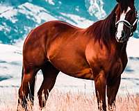 all-around-quarter-horse