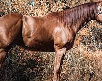 athletic-quarter-horse