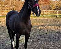 english-pleasure-thoroughbred-horse