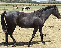 blue-roan-no-white-branded-horse