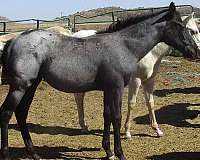 no-white-branded-horse