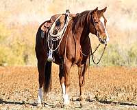 all-around-quarter-horse