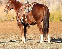 athletic-quarter-horse