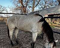 buckskin-black-mane-tail-four-stockings-hooves-horse