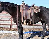 athletic-quarter-horse