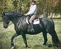 draft-friesian-horse