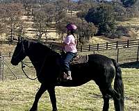 parade-friesian-horse