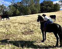 ridden-english-friesian-horse