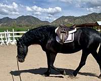 ridden-western-friesian-horse