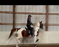 saddlebred-horse-for-sale