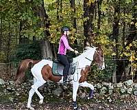 saddlebred-mare