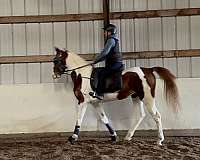 saddlebred-horse