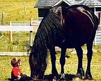 black-none-horse