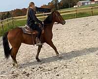 quarter-horse-gelding