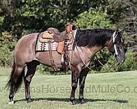 grulla-star-horse