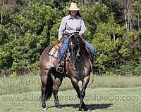 ranch-work-quarter-horse