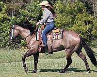 beginner-safe-quarter-horse