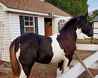 13-hand-gypsy-vanner-yearling