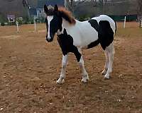 tobiano-horse