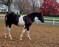 black-tobiano-horse