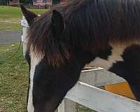 tobiano-horse