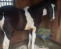 13-hand-gypsy-vanner-yearling