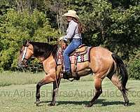 buckskin-dun-stripe-horse