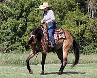 ranch-work-quarter-horse