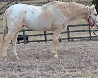 palomino-appaloosa-gelding