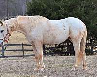 palomino-gelding-for-sale