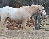 15-hand-appaloosa-gelding