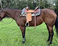 beginner-quarter-horse