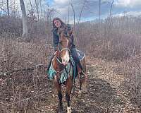 good-ground-manners-rocky-mountain-horse