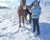 ground-manners-rocky-mountain-horse