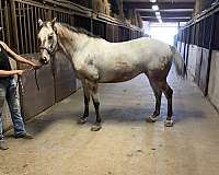 dun-appaloosa-mare-broodmare