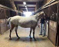 dun-aws-mare-broodmare